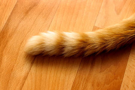 The ginger tail of a ginger cat on floorの写真素材