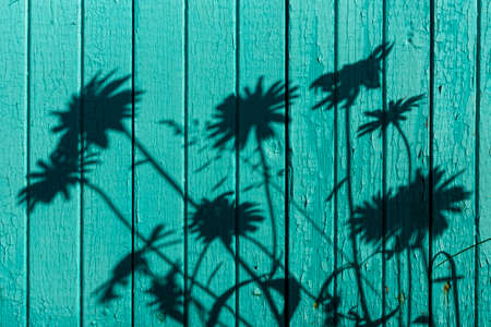 Shadows of chamomile flowers on rustic background of painted wooden wall