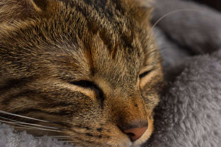 Close up portrait of head of cat sleepingの写真素材