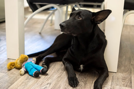Black shepherd dog on kitchen at home with a toy dogの写真素材