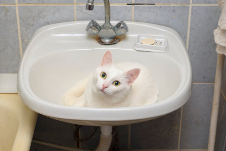 White cat lies in the sink in the bathroomの写真素材