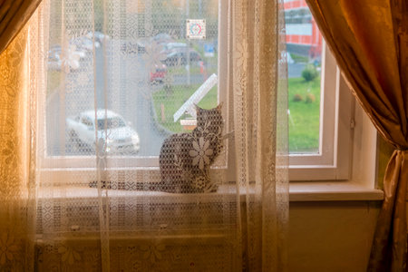 Cat on windowsill behind the curtain looks out the window at street