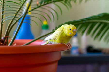Yellow budgie sits on edge of flowerpot with a palm treeの写真素材
