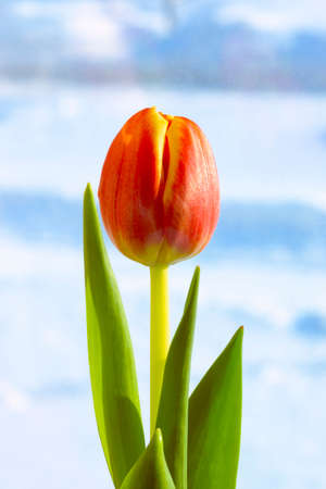 Single bicolor red tulip flower bud, verticalの写真素材
