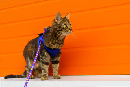 Cat with watchful look on harness on orange background outdoorsの写真素材