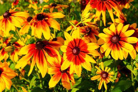 Rudbeckia flowers on sunny summer day outdoors in countryの写真素材