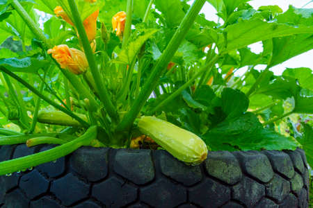 Squash bush on farm with flowers and ripening squash