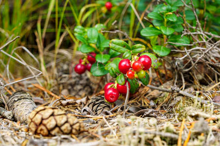 Natural delicious lingonberry ripens in wild forestの写真素材
