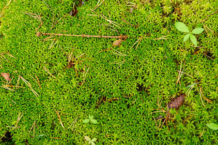 Background pattern of carpet of green moss in swampy forest