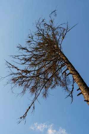 Old dry dead pine bent over blue sky backgroundの写真素材