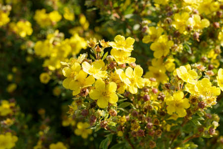 Floral background of small yellow flowers on bush in sunの写真素材