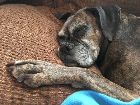 Beautiful Boxer asleep on the family couch.の素材
