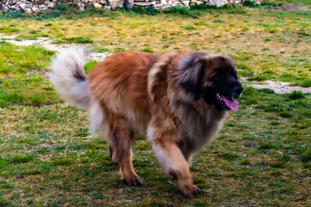 A graceful and strong Leonberger dog, a purebred male with just under 80 kg and a beautiful coat.の写真素材