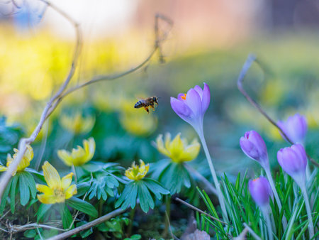 Bee searching for nectar in a spring meadow with winterlings and crocusの写真素材