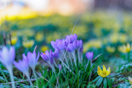 Bee searching for nectar in a spring meadow with winterlings and crocusの写真素材