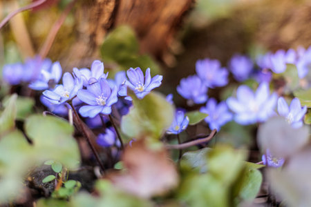 a cluster of deep blue flowering liverworts, Hepatica nobilis, which are one of the first flowering plants to bloom in springの写真素材
