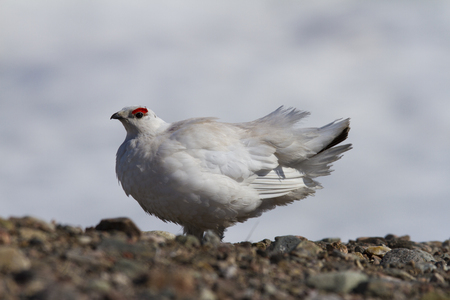 Rock ptarmigan showing winter coloursの写真素材