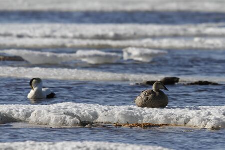 Female eider duck sitting on ice while male eider duck is floating nearby in cold icy water, near Arviat, Nunavut Canadaの写真素材