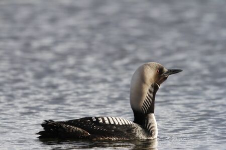 Lone adult Pacific Loon or Pacific Diver (Gavia pacifica) in breeding plumage swimming in arctic waters, near Arviat Nunavut, Canadaの写真素材