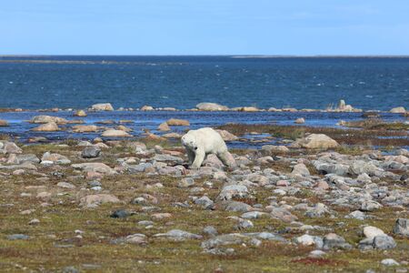 Polar Bear, Ursus Maritimus, walking along an arctic coastline and checking his surroundingsの写真素材