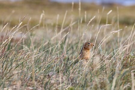 Ground squirrel, also known as Richardson ground squirrel or siksik (in Inuktitut) found hiding in...