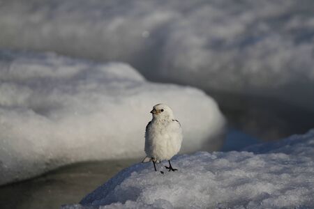 Closeup of male snow bunting (Plectrophenax nivalis) perching on the edge of snow, found near Arviat Nunavutの写真素材