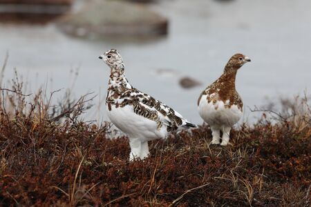 Willow Ptarmigan (Lagopus lagopus) moulting into their winter plumage while searching for food on an arctic tundra, near Arviat, Nunavutの写真素材