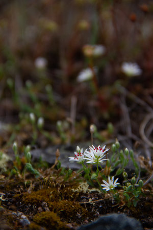 Lapland rosebay in full bloom on the arctic tundra near Arviat, Nunavut Canadaの写真素材