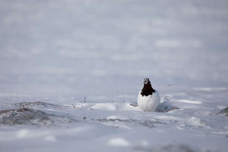 Adult male rock ptarmigan surrounded by snow in the arctic tundraの写真素材
