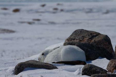 Arctic hare in white colour hiding between rocks in the arctic tundraの写真素材