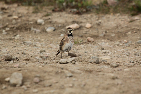 Horned lark showing off its colours while standing on gravel in Canadas arctic tundraの写真素材