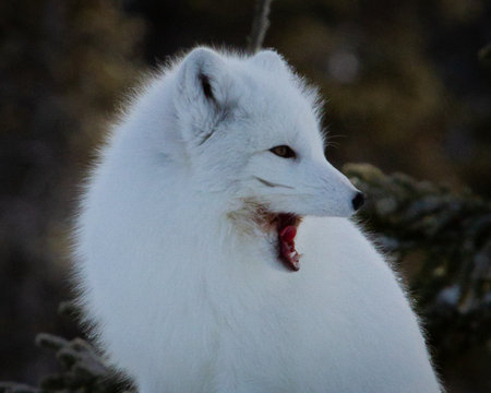 Arctic fox or Vulpes Lagopus yawning away while sitting