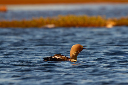 An adult Pacific Loon or Pacific Diver swimming around in an arctic lake while callingの写真素材
