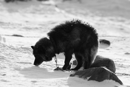 Black and white photo of a husky dog chained up snow in the background, near Hudson Bay, Churchill,...