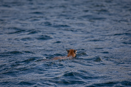 A cougar or mountain lion found swimming away in Chancellor Channel before coming into Johnstone Strait in British Columbia watersの写真素材