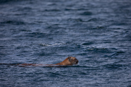 Side view of a cougar or mountain lion found swimming across Chancellor Channel before coming into Johnstone Strait in British Columbia watersの写真素材