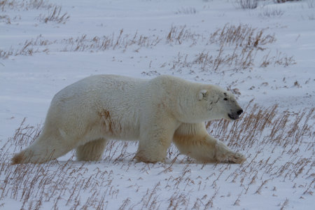 Polar bear or Ursus maritimus walking along on snow in low lightの写真素材