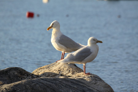 Two Glaucous gulls, Larus hyperboreus, on shore along Arctic ocean, near Pond Inlet, Nunavut, Canadaの写真素材