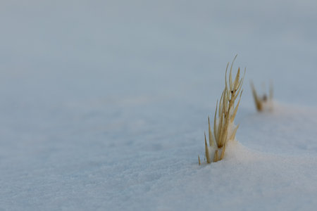 Close-up of sea lyme grass, Leymus arenarius, covered in a snow scene, near Arviat, Nunavut, Canadaの写真素材