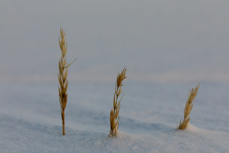 Close-up of sea lyme grass, Leymus arenarius, covered in a snow scene, near Arviat, Nunavut, Canadaの写真素材