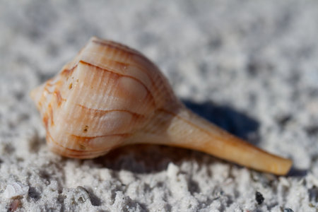 Lightning whelk shell, Sinistrofulgur perversum, found on a beach near Naples, Florida