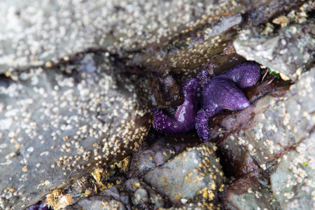 Purple ochre sea star found in a rocky crevice on a beach along the Gulf Islands, British Columbia, Canadaの写真素材