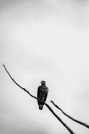 Black and white photo of a bald eagle sitting on a dead tree branch and staring straight ahead