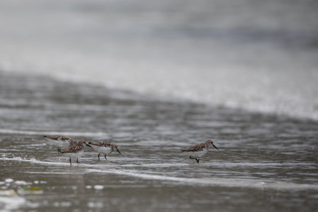 Western sandpipers wading along a deserted shoreline searching for food