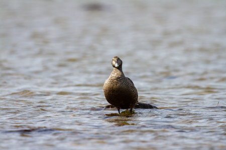 Female common eider duck standing on a rock in shallow water, near Arviat Nunavut Canada