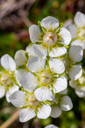 Close-up of several tufted saxifrage or tufted alpine saxifrage, a small, mat-forming perennial...