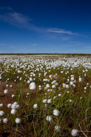 Arctic cotton grass flowering on the Canadian arctic tundra, Arviat, Nunavutの写真素材