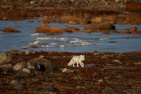 Arctic fox walking on a colourful red tundra during moult phase to winter white coatの写真素材