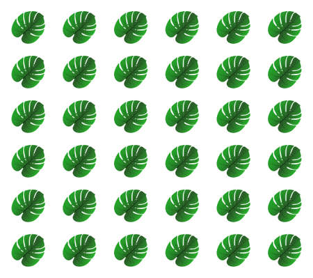 Background of realistic leaf monstera on white. Vector illustration.のイラスト素材