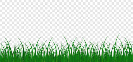 Grass meadow border vector pattern on transparent background. Green color. Spring or summer plant. Grass background. Vectorのイラスト素材